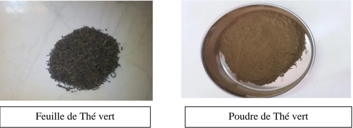 Figure .II.1: Le Thé vert (Camellia sinensis)  II.1.2.Microorganismes utilisés :  