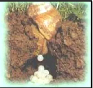 Figure 12 :Naissance des escargots ( Baquequet., 2012).  I.8. La Croissance  