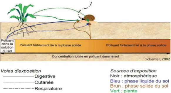 Figure 13 : Transferts des polluants dans un écosystème terrestre ( Sheifler et al ., 2002)                              Biologie et physiologie d’Helix aspersa
