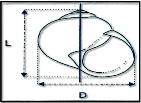 Figure 18: Mesure des deux diamètres D et L de Hélix aspersa  (Coeurdassier, 2001) 
