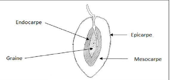 Figure 6: Schéma d’une coupe transversale d’une olive (Bianchi, 2003) .  II .2.2.  Composition chimique du fruit : 