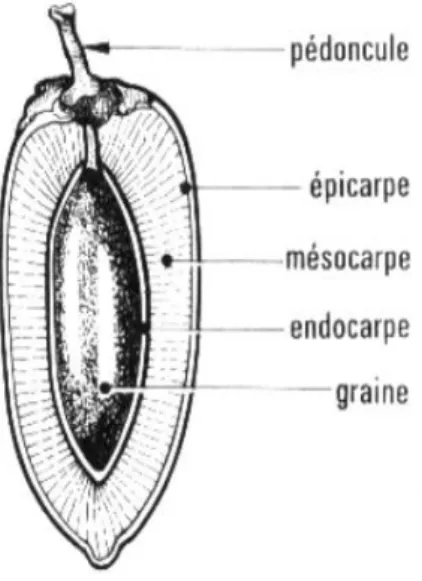 Figure 05: Coupe longitudinale d'une datte (Richarde, 1972).  4.2  Les variétés des dattes 