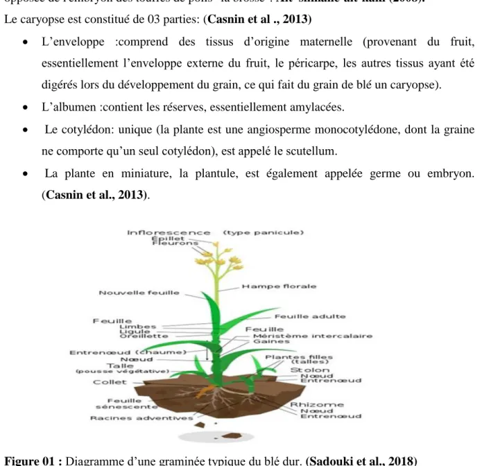 Figure 01 : Diagramme d’une graminée typique du blé dur. (Sadouki et al., 2018)  