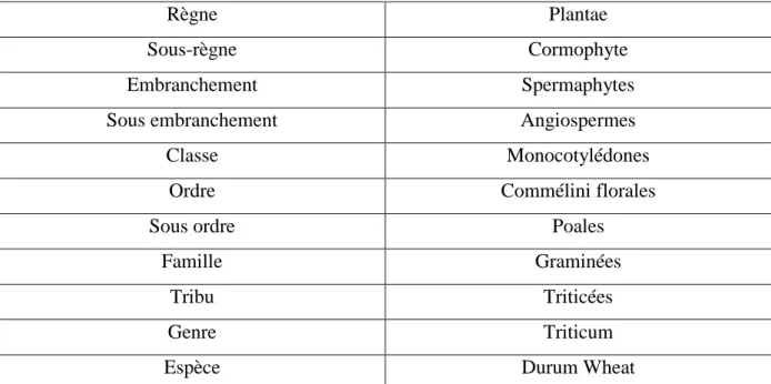 Tableau I : Classification botanique du blé dur selon Feillet (2000) 