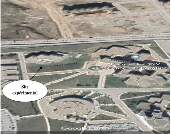 Figure 03 : Image satellitaire de la zone d’université de sétif (El baz 1). Source : Google earth  (07/06/2019) 
