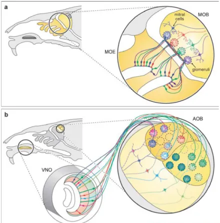 Fig  1.1  Synaptic  connectivity  in  the  olfactory  bulb.    Sensory  projections  from  the  Vomeronasal  organ  (VNO)  and  olfactory  epithelium  (MOE)  into  the  accessory  and  main  olfactory  bulb  (AOB  and  MOB,  respectively)