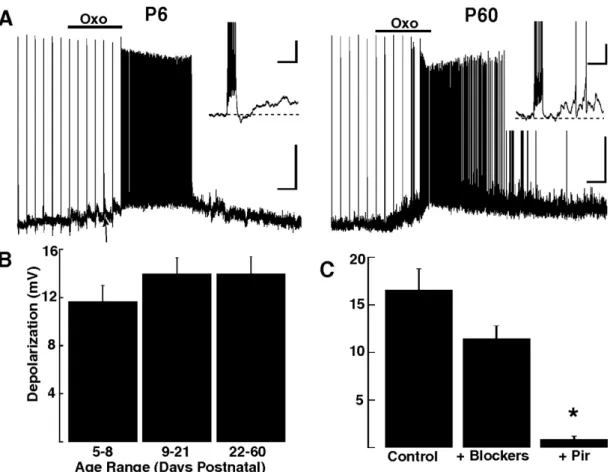 Figure  3.4.  Excitatory  muscarinic  responses  in  GCs  are  present  from  early  postnatal days
