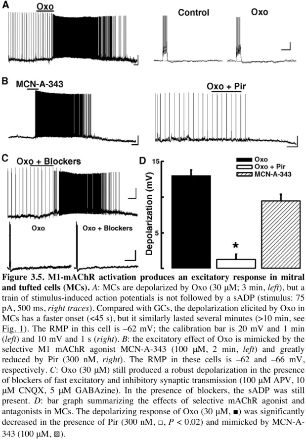 Figure  3.5.  M1-mAChR  activation  produces  an  excitatory  response  in  mitral  and tufted cells (MCs)