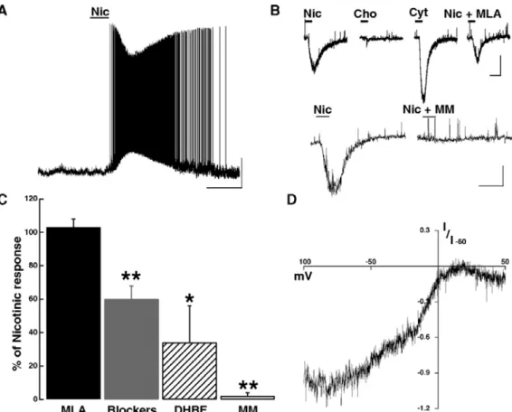 Figure 3.6. Nicotinic AChR activation excites MCs. A: bath application of Nic 