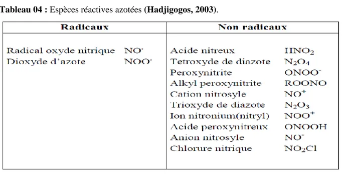 Tableau 04 : Espèces réactives azotées (Hadjigogos, 2003). 