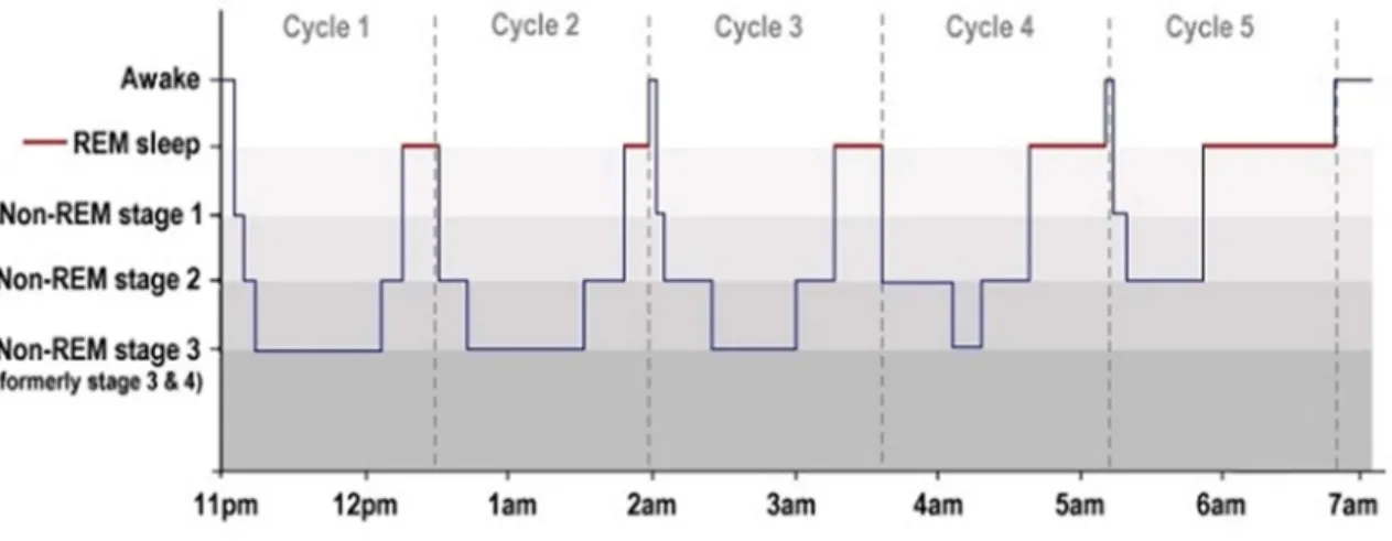 Figure 2-3 : Sleep cycles 