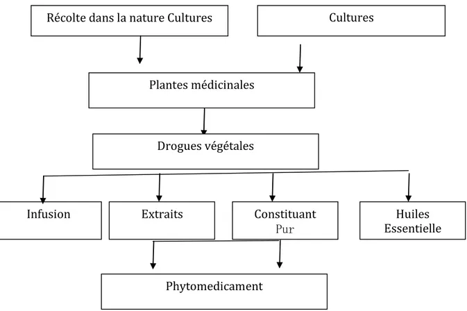 Figure 02 : Diverses formes d’utilisation des plantes médicinales (Hosttmann, 1997). 