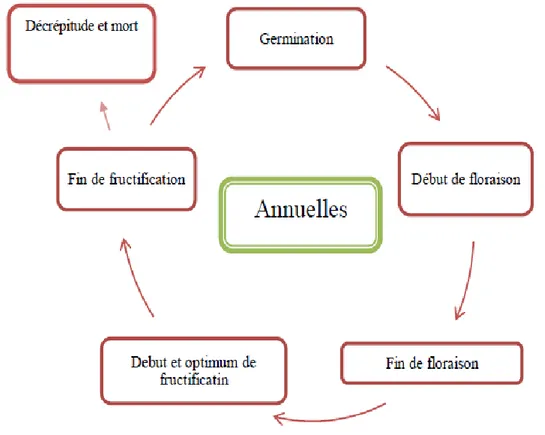 Figure 01 : Cycle biologique des adventices annuels (Le Floche in Godron, 1968) 