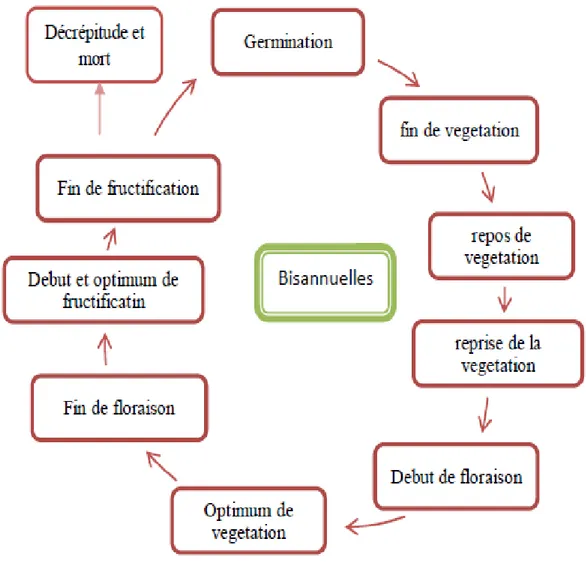 Figure 02 : Cycle biologique des adventices bisannuels (Le Floche in Godron, 1968)  3.3 Les vivaces (géophytes) : 