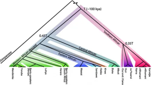 Figure  3:  Tree  representation  of  population  structure  observed  in  Africa  from 