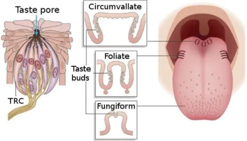 Figure 5: Location and structure of taste receptor cells, taste buds and taste papillae 