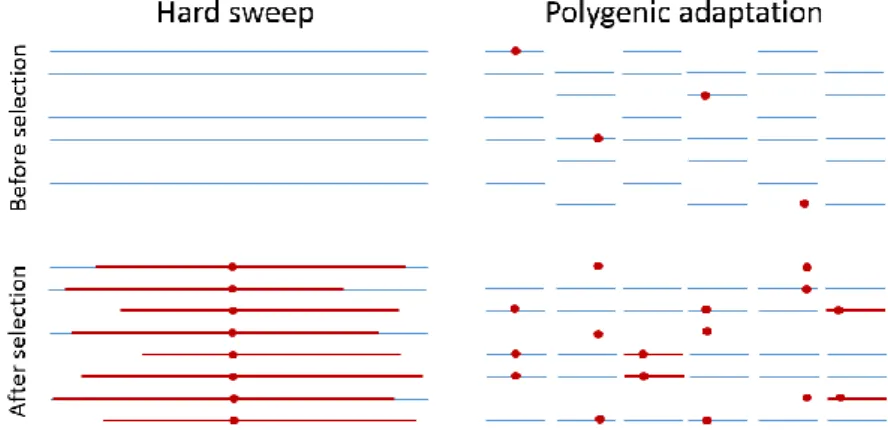 Figure  8:  Illustration  of  hard  sweep  vs.  polygenic  sweep  in  adaptation.  The  blue 