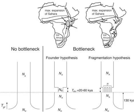 Figure  9: Schematic  overview  of  the  three  investigated  demographic  models.  The  end of MIS6, approximately 130 kya, is marked by a dashed line