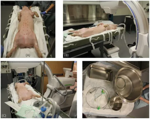 Figure 2.5 Steps for the preparation of the animal prior to the surgery for the catheterization 