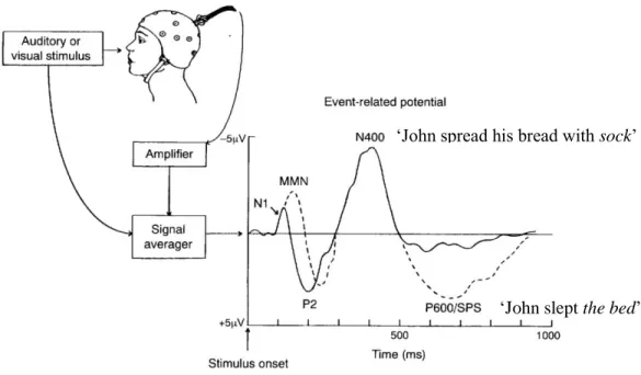 Figure 1.  An illustration of obtaining event-related potentials, adapted from Osterhout et al., 1997
