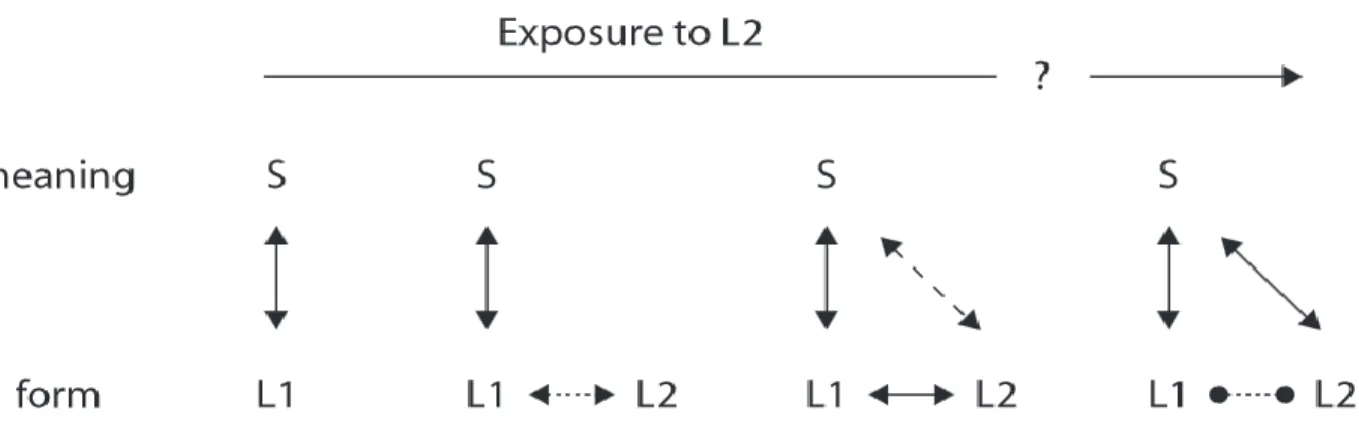 Figure 4. An illustration of the BIA-d model, adapted from Grainger et al. (2010). L1 and L2 refer to representations  of word form in the first and second language