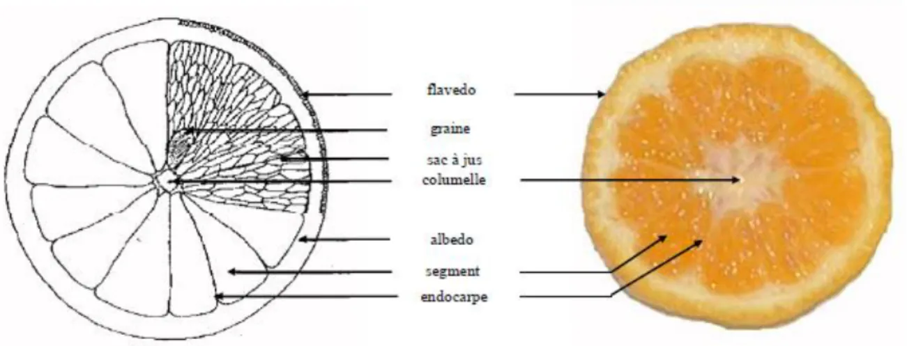 Figure 01: Coupe équatoriale d’une orange (Huet, 1991). 