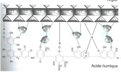 Figure I. 8 Niveaux d’organisation structurale du sol, des macroagrégats aux  molécules (G OBAT  et al., 2010)