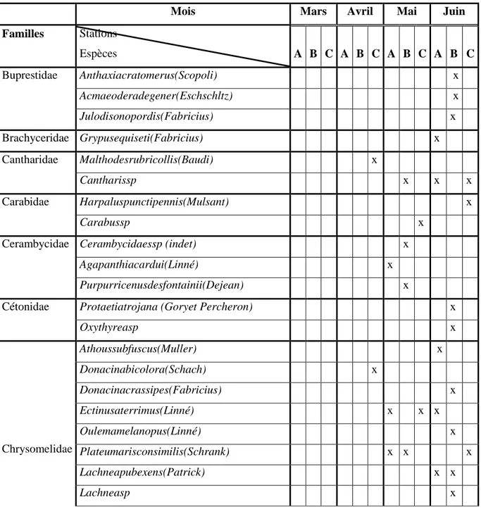 Tableau  (07) :  Liste  systématique  des  espèces  de  coléoptères  inventoriées  au  niveau  des  3  stations entre Mars 2016 et Juin 2016