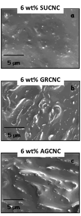 Figure  2.6:  SEM  micrographs  of  aPP  composite  films  reinforced  with  6  wt  %  (a)  surface  modified  CNCs  (SUCNC),  (b)  compatibilized  CNCs  (GRCNC),  and  (c)  unmodified  CNCs  (AGCNC) (from Ref