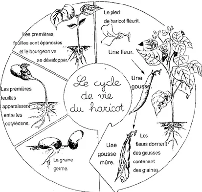 Figure 1.2 : Cycle de vie de haricot vert (CABURET et HEKIMIAN, 2003). 
