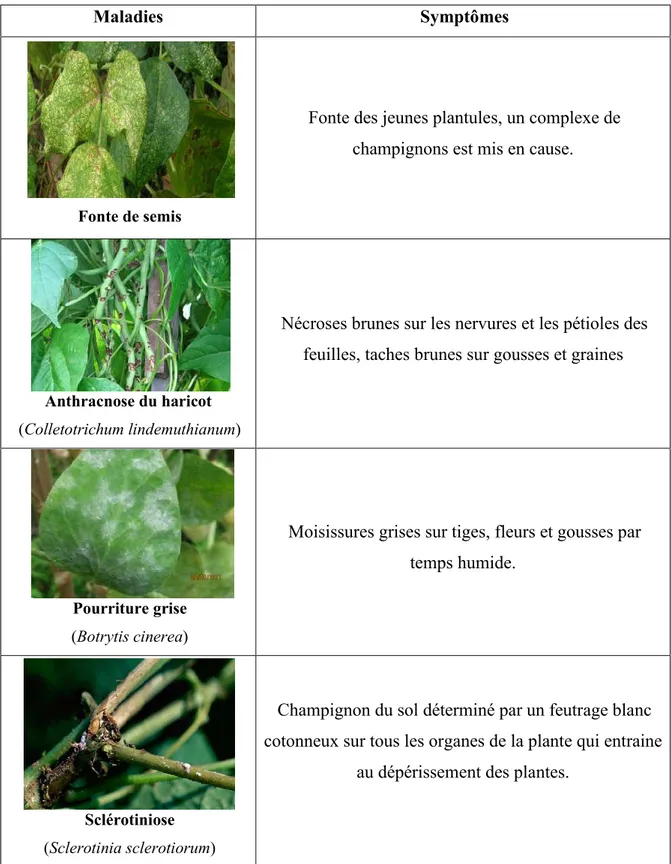 Tableau 1.3. : Les principaux  maladies du haricot vert. ( NYABYEDA P,2005).