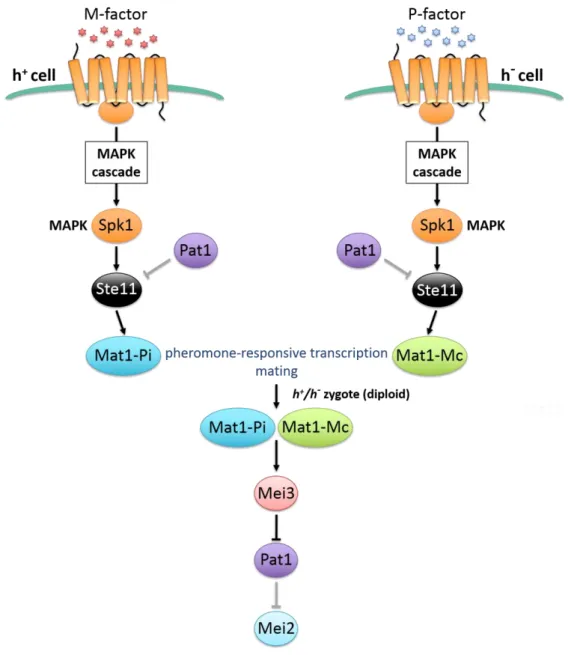 Figure 5. The pheromone responsive pathway regulates the initiation of meiosis by inactivating  the Pat1 kinase