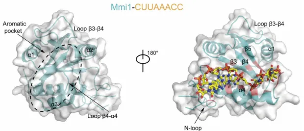 Figure  13.  Structural  overview  of  the  Mmi1  protein  in  complex  with  a  DSR-containing  CUUAAAC RNA