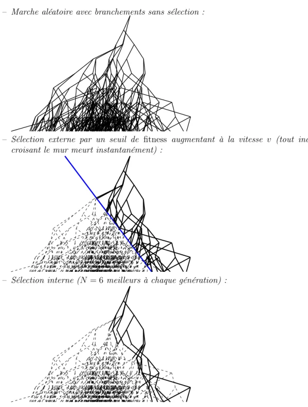 Fig. 1.6: Effet des sélections interne (taille constante) et externe (augmentation du fit- fit-ness seuil) pour une même marche aléatoire avec branchements.