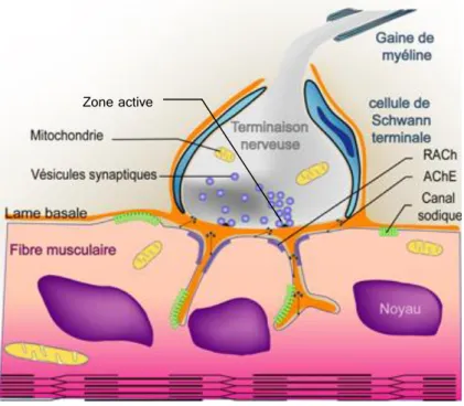 Figure 1. La jonction neuromusculaire 