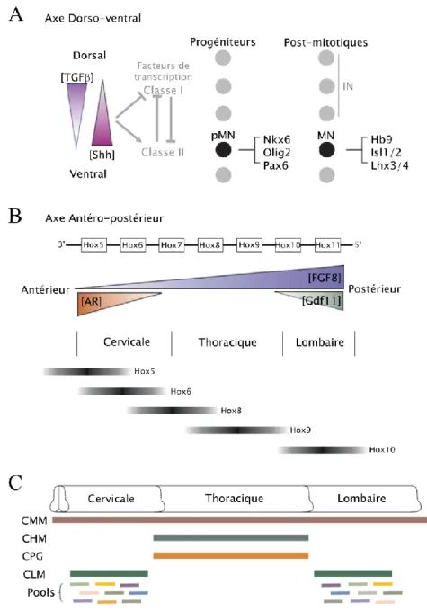 Figure 6. Régionalisation dorso-ventrale et antéro-postérieure du tube neural 