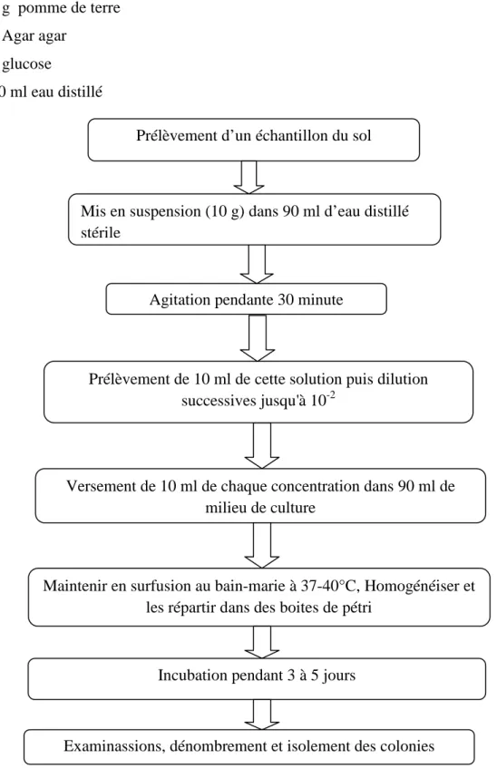 Figure 07 : Schéma récapitulatif de méthode d’isolement des champignons du sol  3. 2. Purification  