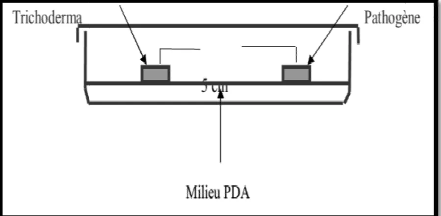 Figure  08 :  Confrontation entre1’isolat de 