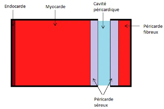 Figure 1.3 - Muscle cardiaque 