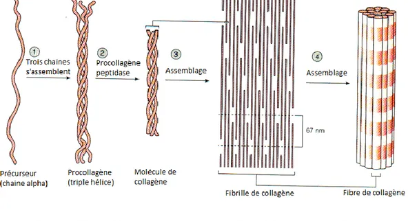 Figure  1.4  -  Formation  et  agencement  des  fibres  de  collagènes  –modifié  de  bionanotech2012.files.wordpress.com 