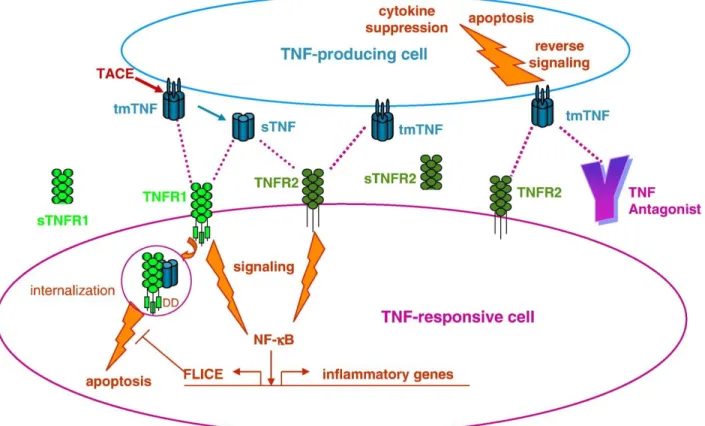 Figure 1-2 interactions entre TNF et récepteurs [40] 