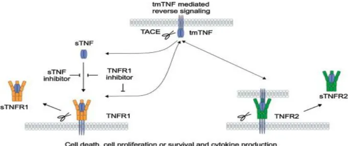 Figure 1-3  Forme soluble et transmembranaire du TNFα et de ces récepteurs [41].  1.1.5   Principaux traitements de l’arthrose rhumatoique rhumatoïde 