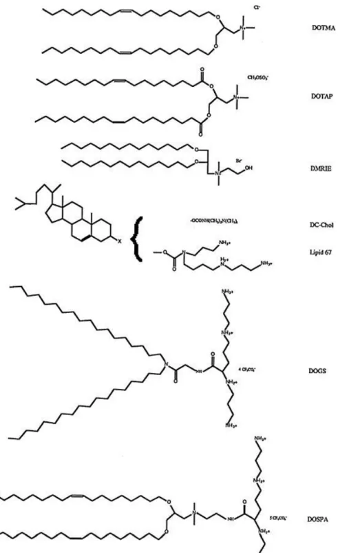 Figure 1-7 Exemples de lipoplexes couramment utilisés comme vecteurs [119] 