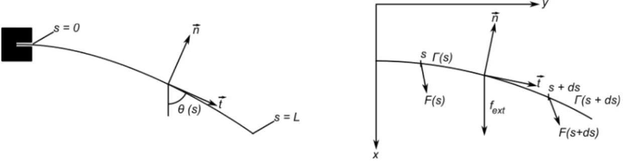 Figure 4.4 – Notations utilisées pour exprimer l’équilibre mécanique d’une poutre. ~ F (s) et Γ(s) sont la force et le couple exercés en un point de la poutre par la portion de poutre située "à sa droite".