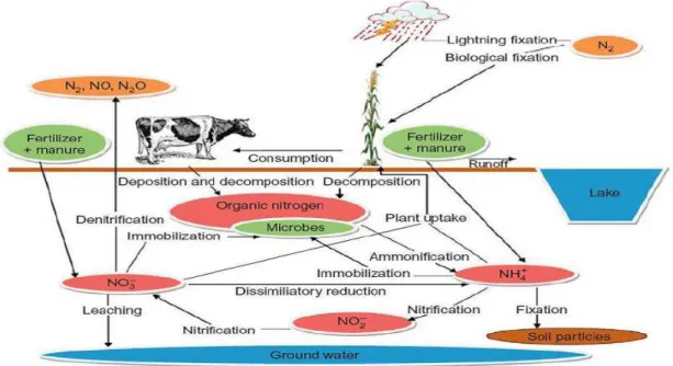 Figure 01 :Cycle de N dans le sol (Luce et al., 2011)  2.3.1.Les pertes d’azote 