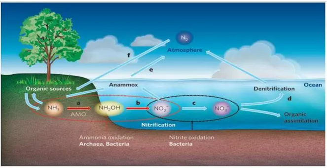 Figure 02: Cycle globale de N dans le système sol-plante-atmosphère (USDA, 2013)  2.3.2.Conséquences d'excès et de carence en azote 