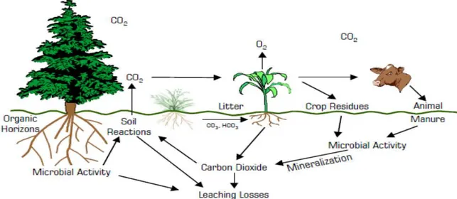 Figure 3 : Cycle du carbone dans le système sol-plante-atmosphère (USDA, 2013) 