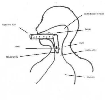 Figure 7 : Le modèle d’après Harduin. Schéma : C. S.