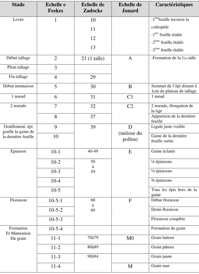 Tableau 01: Les échelles de notation des stades du blé (Soltner, 2005).    Stade  Echelle e  Feekes  Echelle de Zadocks  Echelle de Jonard  Caractéristiques  Levée  1  10  11  12  13 