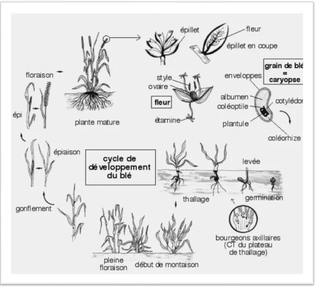 Figure 01: Cycle de développement du blé (Henry, 2000).  2.2. Les caractères morphologiques de blé 